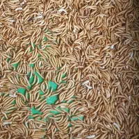 میلورم و سوپر ورم زنده