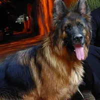 ژرمن ماده موبلند|سگ|تهران, لاله زار|دیوار