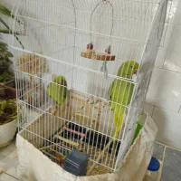 ملنگو.عروس.برهما .اوراکل