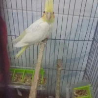 عروس هلندی با یکی از بچه هاش|پرنده|علیآباد کتول, |دیوار