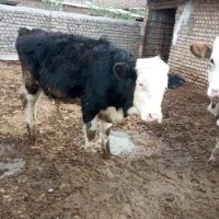 جوانه ۹ماهه