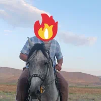 اسب مادیان شش دانگ کرد