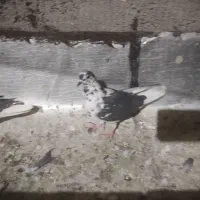 کفتر شهرستان مناسب|پرنده|یزد, |دیوار