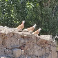 شازده آلیام|پرنده|ویلکیج, |دیوار