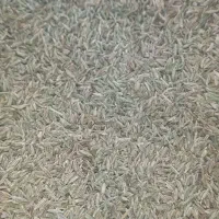 زیره سبز  داراب «کشت دیم» بوجار شده