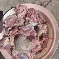 بوقلمون نر دوسال