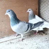 دمگیر نروماده خرقه|پرنده|پیر بکران, |دیوار