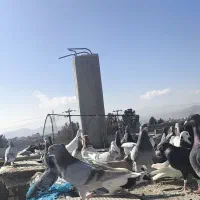 کبوتر مسافتی پلاکی پرشی