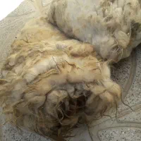 پشم گوسفند