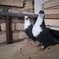 کبوتر کراواتی|پرنده|شیراز, نصر|دیوار