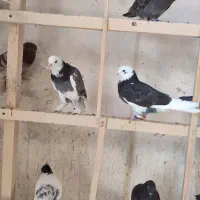 جوجه کفتر پرشی|پرنده|قم, شهر قائم|دیوار