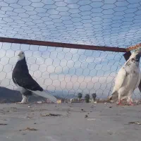 کبوتر تکپر|پرنده|مینودشت, |دیوار