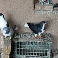 کفتر تعاونی