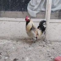 خروس بومی