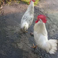 خروس سفید|حیوانات مزرعه|لاهیجان, لیالستان|دیوار