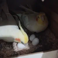 عروس هلندی لوتینو مولد جفت