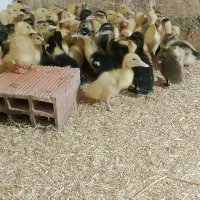 فروش جوجه اردک محلی ورامینی12روزه