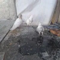 ۳تا نر گرفتی دونه ای ۴۰۰