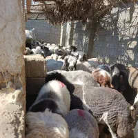 ده راس بره نر پلوار