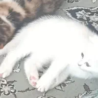 گربه خونگی نژاددار اسکاتیش