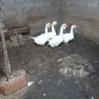 غاز قو غاز|حیوانات مزرعه|آزادشهر, |دیوار