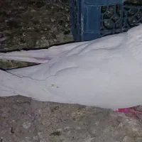 کفتر|حیوانات|بروجرد, |دیوار