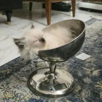 گربه پرشین هیمالین دختر و پسر|گربه|آفتاب, |دیوار