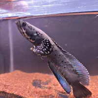 ماهی آکواریم چانا،فلاور،مانستر،پرت،پیکاک اروانا