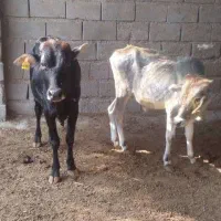 فروش گوساله نر  و یک راس گاو ماده  آبستن