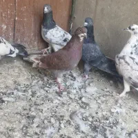 ۶عددکفتر دونه ای ۱۳۰یکجا تکی فرق میکند|پرنده|تهران, مولوی|دیوار