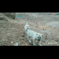 مرغ س گ|پرنده|تربت جام, شهید غلام زاده|دیوار