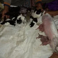 خرگوش بزرگ و کوچیک|موش و خرگوش|زاهدان, |دیوار