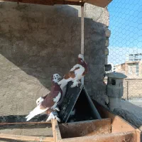 معاوضه کفتر تزیینی طوقی