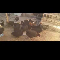 چهار عدد مرغ  فروشی