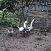 فروش قو غاز نر و ماده