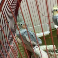 پرنده عروس هلندی|پرنده|تهران, قصر فیروزه ۲|دیوار