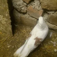 خوشونه|پرنده|بیرانوند, |دیوار