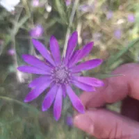 کار