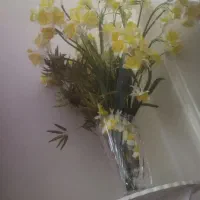 گل نرگس