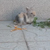 خرگوش لوپ|موش و خرگوش|قهدریجان, |دیوار