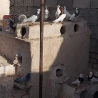 فروش یکجا کفتر و مرغ محلی|پرنده|بیرجند, |دیوار