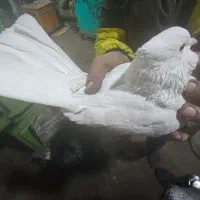 کبوتر تهرانی|پرنده|آذرشهر, |دیوار