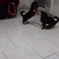 سگ اشپیتزو|سگ|فولادشهر, مسکن مهر فولادشهر|دیوار