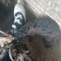 بز،بیگ ،تیشتر|حیوانات مزرعه|دزفول, |دیوار