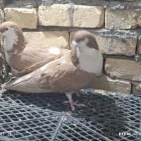 ۳۵کفتر رنگه درجه یک بدونه عیب|پرنده|کاشمر, |دیوار