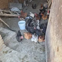 مرغ تخم گذار