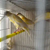 قناری سوپری