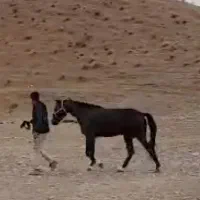 اسب آیین هوا|اسب و تجهیزات اسبسواری|خرمآباد, |دیوار