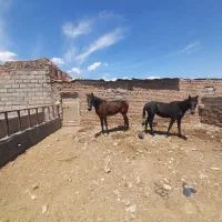 فروش مادیون و کره