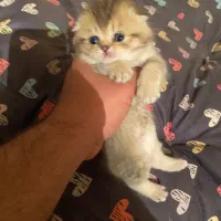 بچه گربه اسکاتیش استثنایی